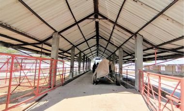 Rancho En Acatlán, Hidalgo (producción Ganadera Y de Queso).