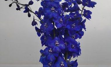 Venta de terreno con invernaderos en Carchi sector García Moreno