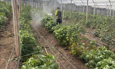 Venta de terreno con invernaderos en Carchi sector García Moreno
