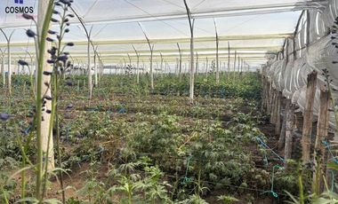 Venta de terreno con invernaderos en Carchi sector García Moreno