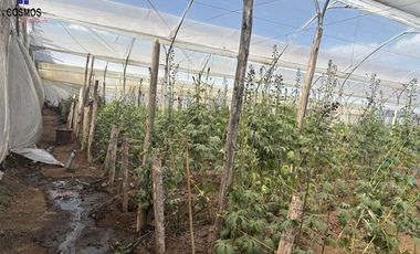 Venta de terreno con invernaderos en Carchi sector García Moreno