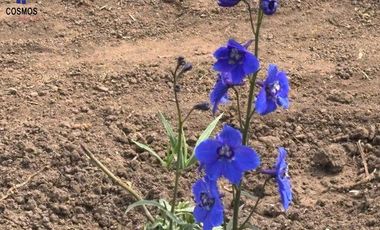 Venta de terreno con invernaderos en Carchi sector García Moreno