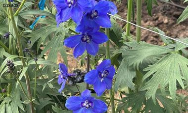 Venta de terreno con invernaderos en Carchi sector García Moreno