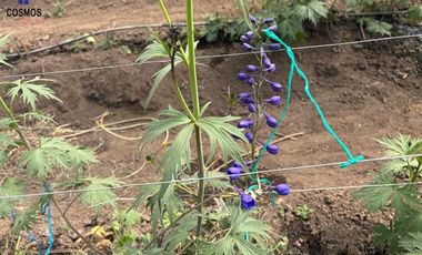 Venta de terreno con invernaderos en Carchi sector García Moreno