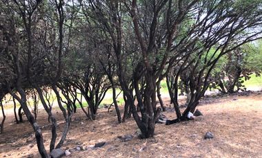 VENTA TERRENO HABITACIONAL en El Encino Residencial & Golf Lote 22