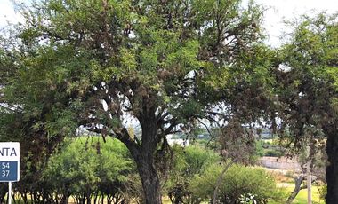 VENTA TERRENO HABITACIONAL en El Encino Residencial & Golf Lote 22