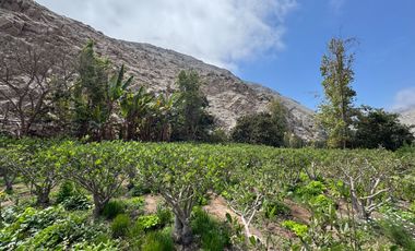 Oportunidad de inversión - Venta de Terrenos Agrícolas – Calango, La Capilla