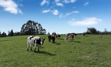 PARCELA CON VISTA A CORDILLERA, CERCANA A PUYEHUE