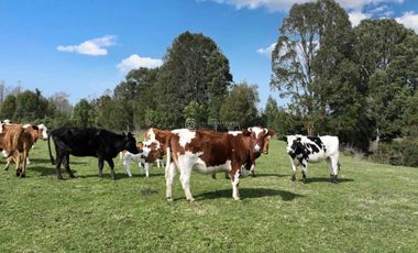 PARCELA CON VISTA A CORDILLERA, CERCANA A PUYEHUE