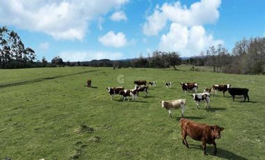PARCELA CON VISTA A CORDILLERA, CERCANA A PUYEHUE