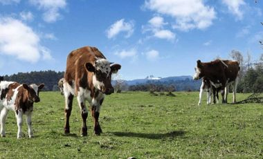 PARCELA CON VISTA A CORDILLERA, CERCANA A PUYEHUE