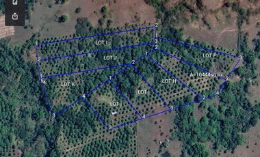 FOR SALE (Package Sale Only) 36 HECTARES MANGO & MAHOGANY FARM