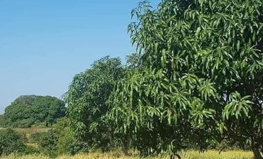 FOR SALE (Package Sale Only) 36 HECTARES MANGO & MAHOGANY FARM