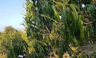 FOR SALE (Package Sale Only) 36 HECTARES MANGO & MAHOGANY FARM