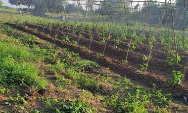 FOR SALE (Package Sale Only) 36 HECTARES MANGO & MAHOGANY FARM