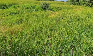 FOR SALE (Package Sale Only) 36 HECTARES MANGO & MAHOGANY FARM