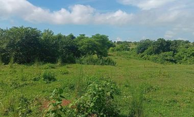 FOR SALE (Package Sale Only) 36 HECTARES MANGO & MAHOGANY FARM