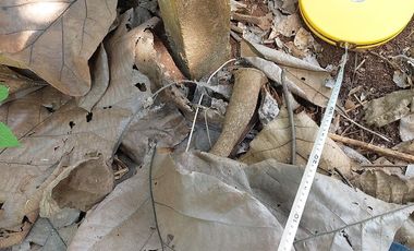 Tanah Ngaliyan Murah Butuh Uang