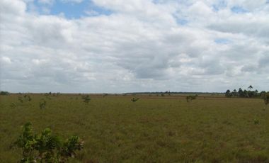 FINCA GANADERA DE 1.293 HECTAREAS EN LA PRIMAVERA- VICHADA