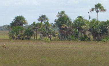 FINCA GANADERA DE 1.293 HECTAREAS EN LA PRIMAVERA- VICHADA