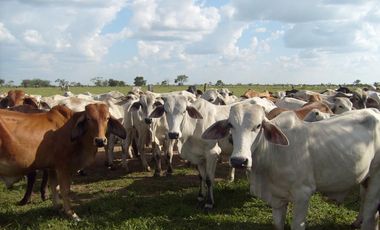 FINCA GANADERA DE 1.293 HECTAREAS EN LA PRIMAVERA- VICHADA