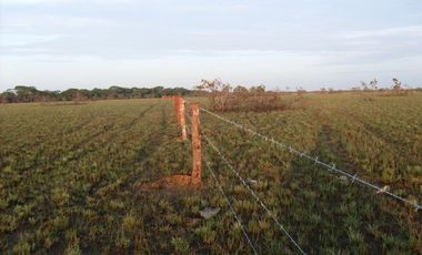 FINCA GANADERA DE 1.293 HECTAREAS EN LA PRIMAVERA- VICHADA