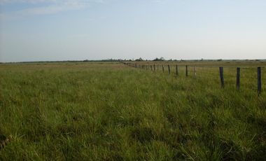 FINCA GANADERA DE 1.293 HECTAREAS EN LA PRIMAVERA- VICHADA
