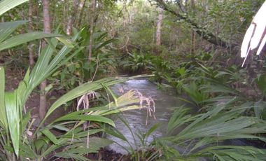 FINCA GANADERA DE 1.293 HECTAREAS EN LA PRIMAVERA- VICHADA