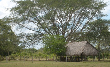 FINCA GANADERA DE 1.293 HECTAREAS EN LA PRIMAVERA- VICHADA