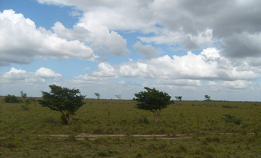 FINCA GANADERA DE 1.293 HECTAREAS EN LA PRIMAVERA- VICHADA