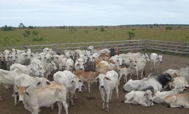 FINCA GANADERA DE 1.293 HECTAREAS EN LA PRIMAVERA- VICHADA