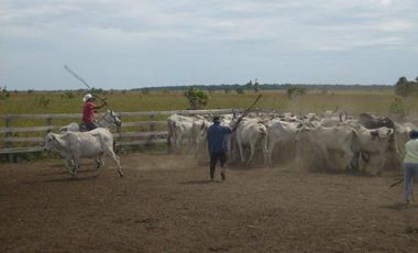 FINCA GANADERA DE 1.293 HECTAREAS EN LA PRIMAVERA- VICHADA