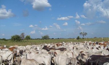 FINCA GANADERA DE 1.293 HECTAREAS EN LA PRIMAVERA- VICHADA
