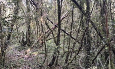 Parcela en Reserva Calfuco, camino Curiñanco, Valdivia
