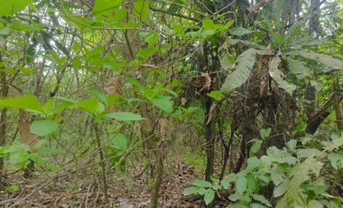 HACIENDA 3 HECTAREAS VIA LA COSTA