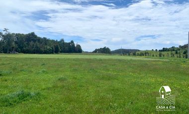 Pecebreras en Loncotoro Llanquihue