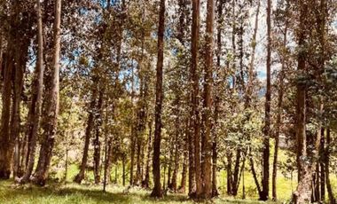 Venta Urgente hermoso terreno casi una hectárea para Quinta cerca de las aguas termales.  La  Merced