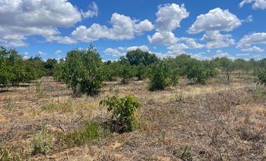Venta hermosa parcela 2,6 hectáreas de cultivo árboles frutales - Malloa, Chillán