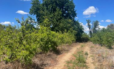 Venta hermosa parcela 2,6 hectáreas de cultivo árboles frutales - Malloa, Chillán