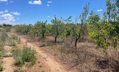 Venta hermosa parcela 2,6 hectáreas de cultivo árboles frutales - Malloa, Chillán