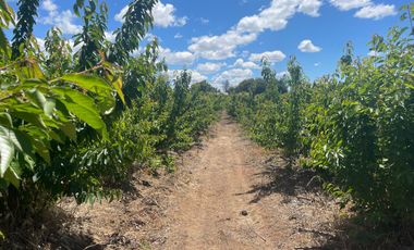 Venta hermosa parcela 2,6 hectáreas de cultivo árboles frutales - Malloa, Chillán