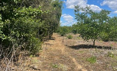 Venta hermosa parcela 2,6 hectáreas de cultivo árboles frutales - Malloa, Chillán