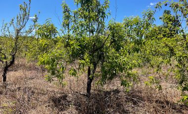 Venta hermosa parcela 2,6 hectáreas de cultivo árboles frutales - Malloa, Chillán