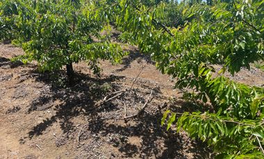 Venta hermosa parcela 2,6 hectáreas de cultivo árboles frutales - Malloa, Chillán