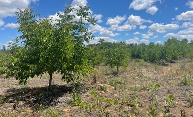 Venta hermosa parcela 2,6 hectáreas de cultivo árboles frutales - Malloa, Chillán