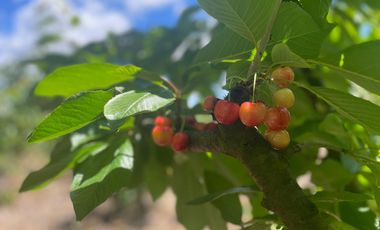 Venta hermosa parcela 2,6 hectáreas de cultivo árboles frutales - Malloa, Chillán