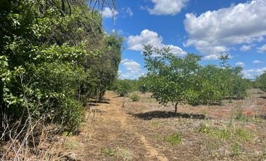 Venta hermosa parcela 2,6 hectáreas de cultivo árboles frutales - Malloa, Chillán