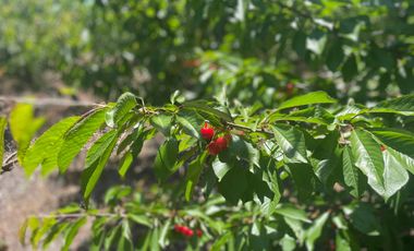 Venta hermosa parcela 2,6 hectáreas de cultivo árboles frutales - Malloa, Chillán