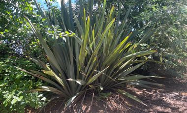 Venta hermosa parcela 2,6 hectáreas de cultivo árboles frutales - Malloa, Chillán