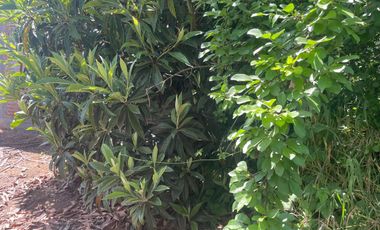 Venta hermosa parcela 2,6 hectáreas de cultivo árboles frutales - Malloa, Chillán